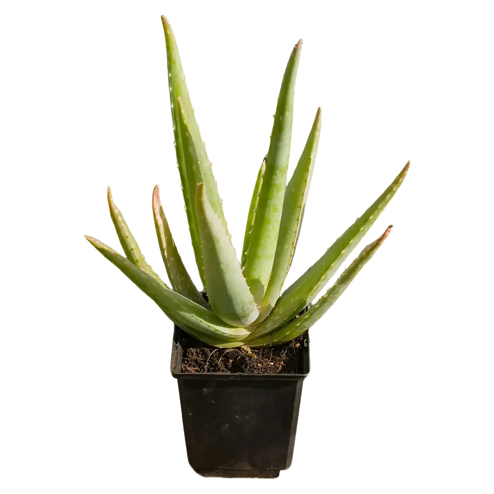 Aloe Vera (Aloe vera)