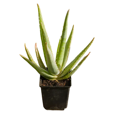 Aloe Vera (Aloe vera)