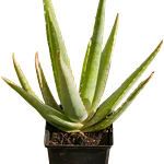 Aloe Vera (Aloe vera)