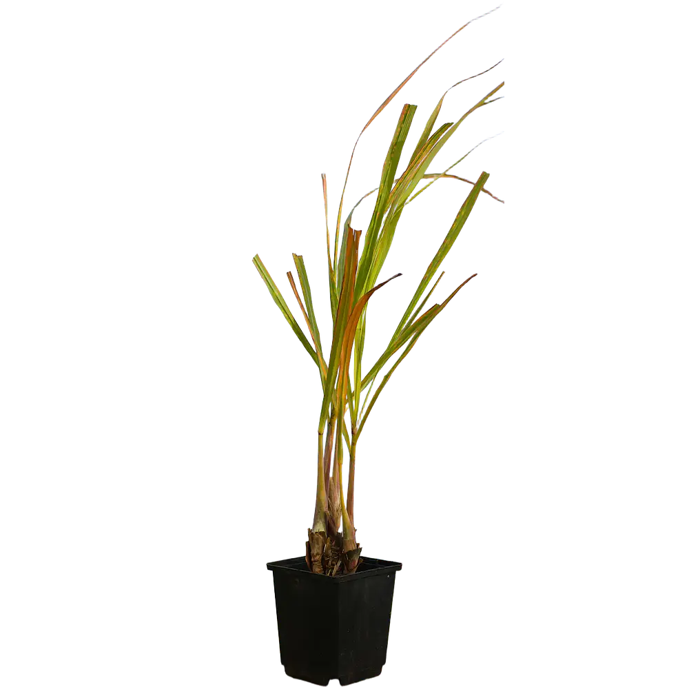 Lemongrass (Cymbopogon citratus)