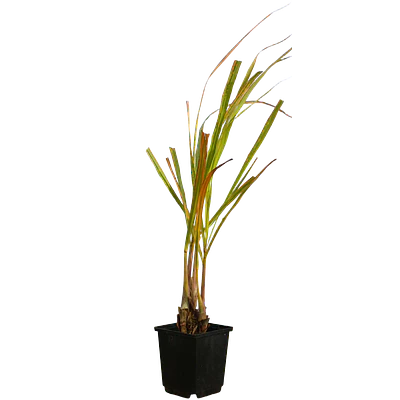 Lemongrass (Cymbopogon citratus)