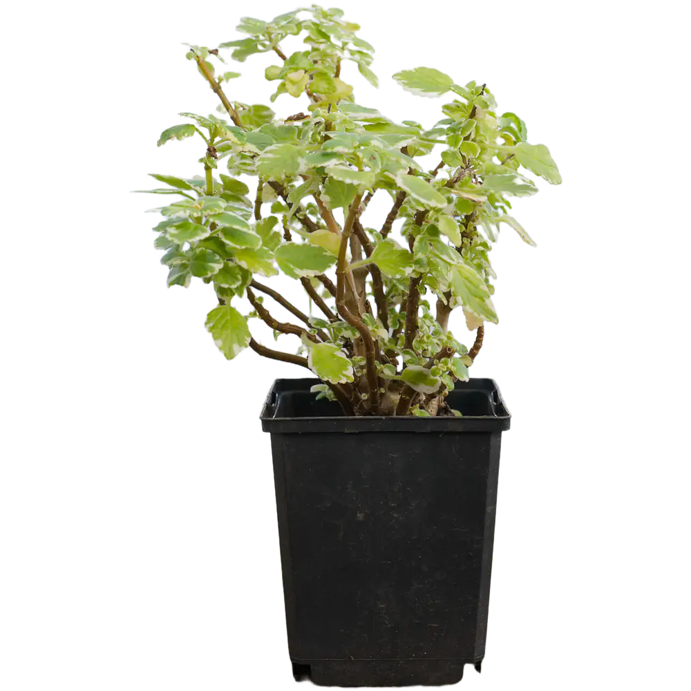 Variegated Swedish Ivy (Plectranthus forsteri)