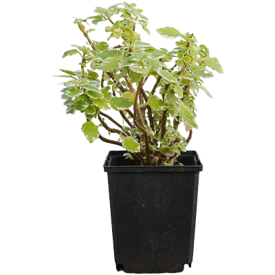 Variegated Swedish Ivy (Plectranthus forsteri)
