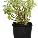 Variegated Swedish Ivy (Plectranthus forsteri)
