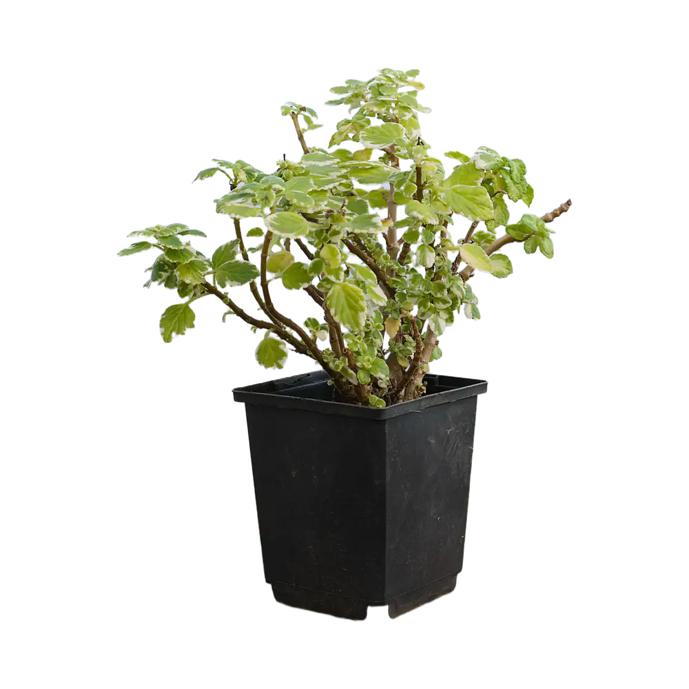 Variegated Swedish Ivy (Plectranthus forsteri)