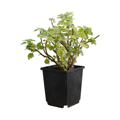 Variegated Swedish Ivy (Plectranthus forsteri)