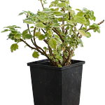 Variegated Swedish Ivy (Plectranthus forsteri)