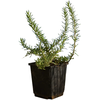 Creeping Rosemary (Rosmarinus Prostratus)