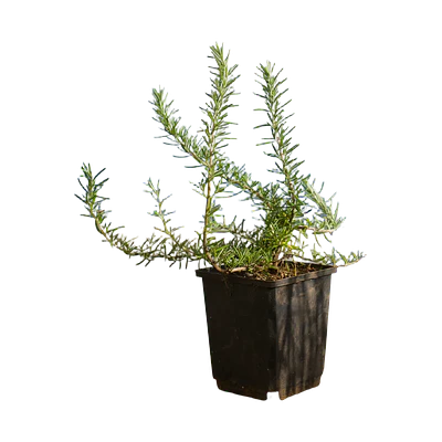 Creeping Rosemary (Rosmarinus Prostratus)