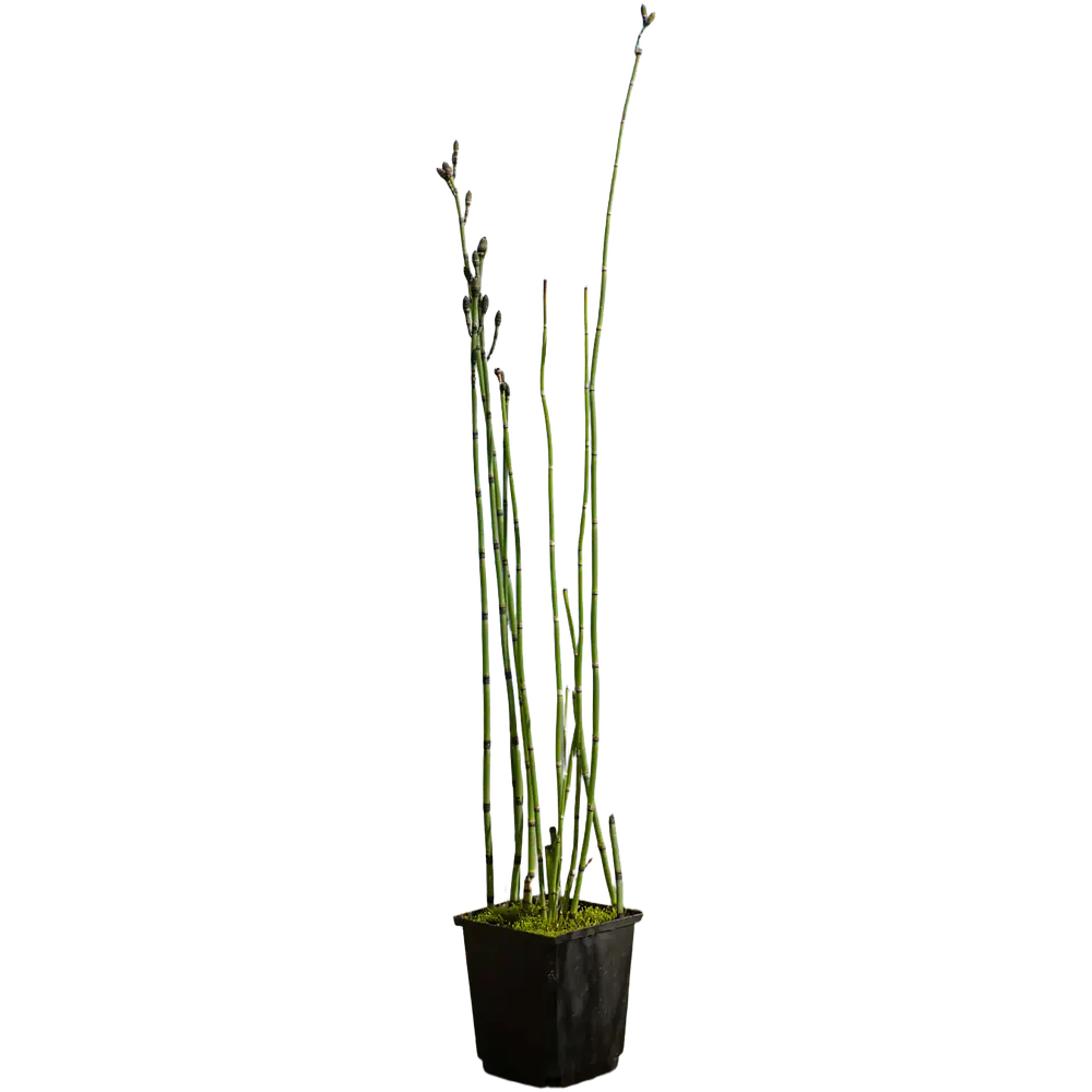 Cavalinha (Equisetum hyemale)