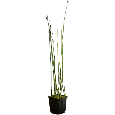 Horsetail (Equisetum hyemale)