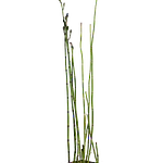 Cavalinha (Equisetum hyemale)