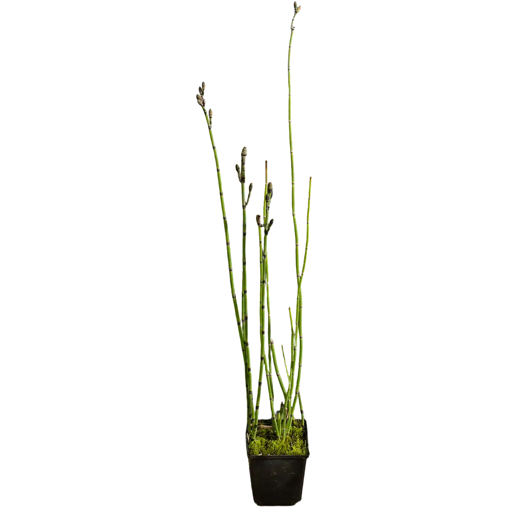 Cavalinha (Equisetum hyemale)