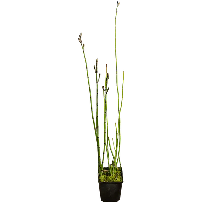 Horsetail (Equisetum hyemale)