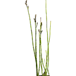 Cavalinha (Equisetum hyemale)