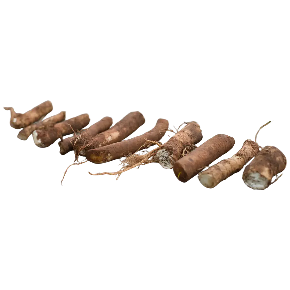 Horseradish Root Cutting (Armoracia rusticana)