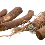 Horseradish Root Cutting (Armoracia rusticana)