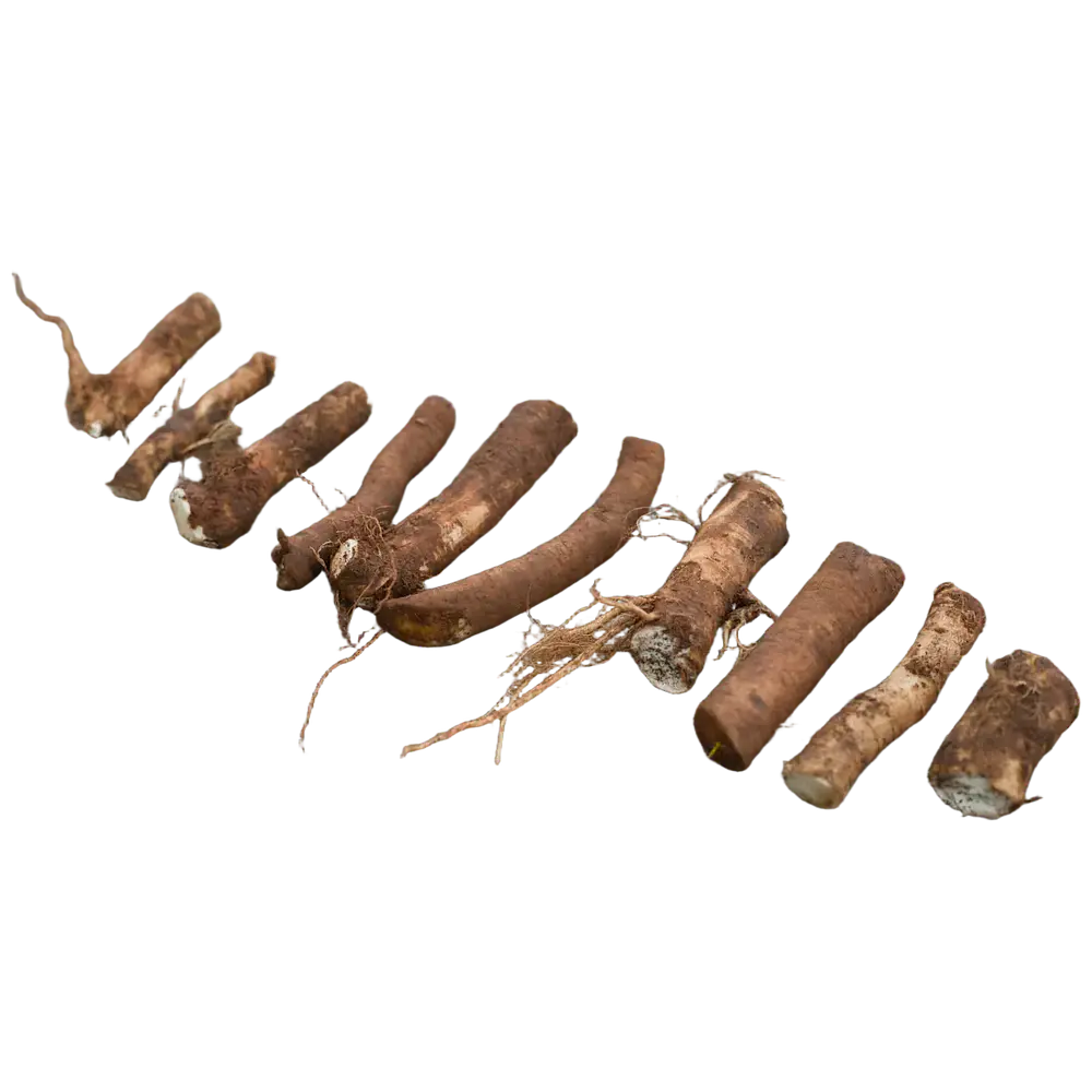 Horseradish Root Cutting (Armoracia rusticana)