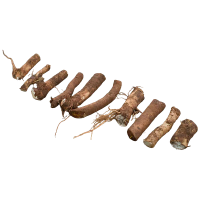Horseradish Root Cutting (Armoracia rusticana)