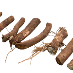 Horseradish Root Cutting (Armoracia rusticana)