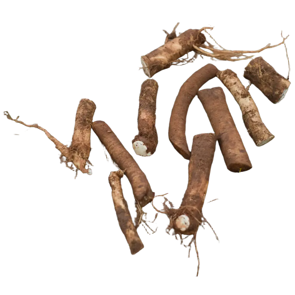 Horseradish Root Cutting (Armoracia rusticana)