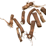 Horseradish Root Cutting (Armoracia rusticana)