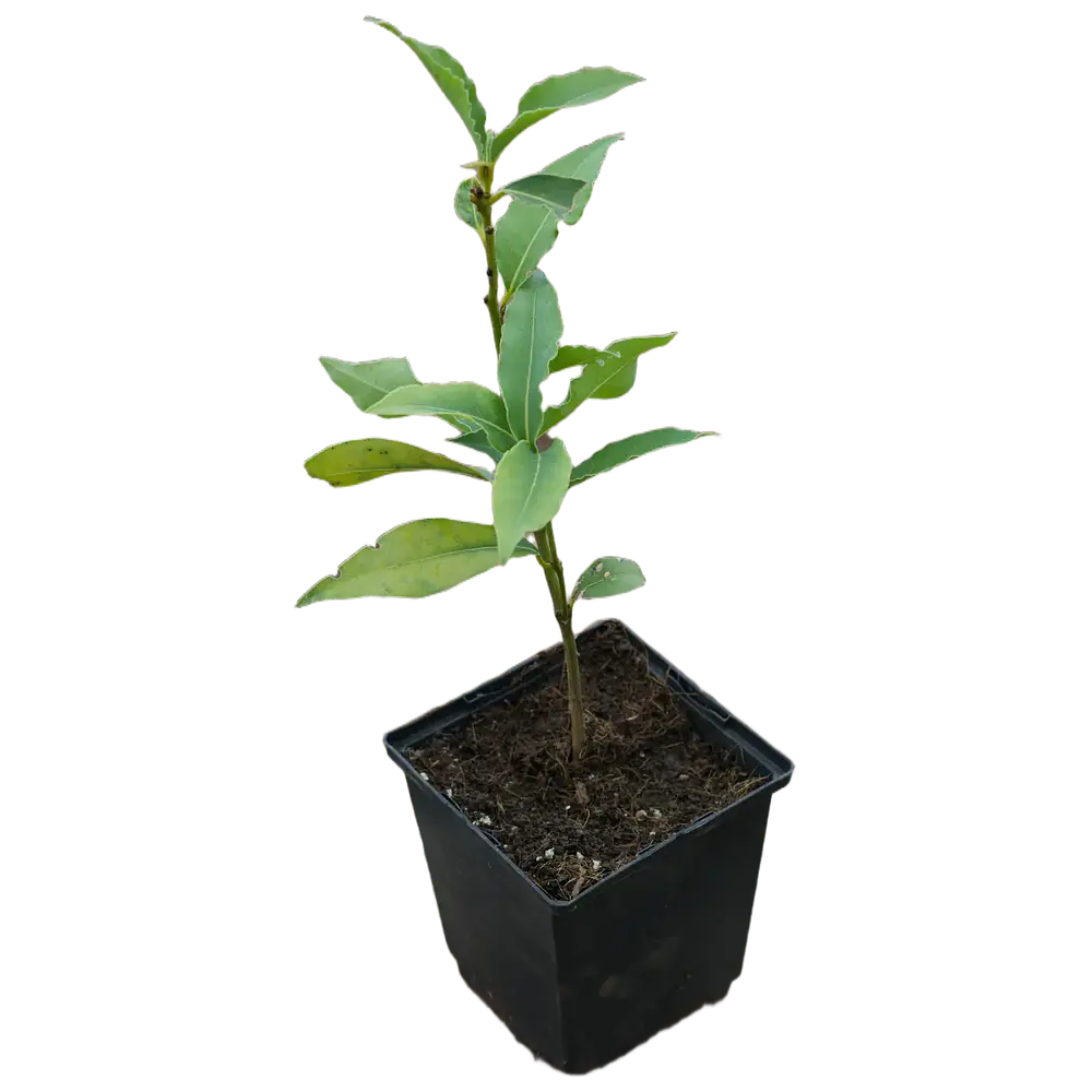 Louro da Madeira/Canárias (Laurus novocanariensis)