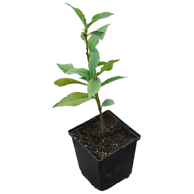 Madeira/Canary Laurel (Laurus novocanariensis)