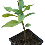 Louro da Madeira/Canárias (Laurus novocanariensis)