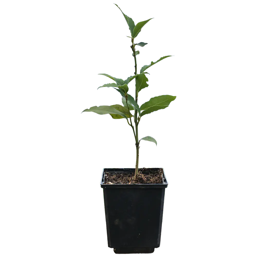 Louro da Madeira/Canárias (Laurus novocanariensis)