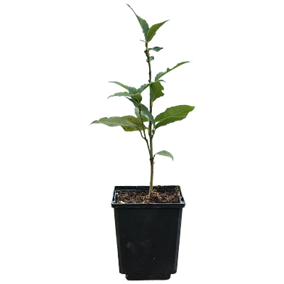 Madeira/Canary Laurel (Laurus novocanariensis)
