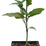 Louro da Madeira/Canárias (Laurus novocanariensis)