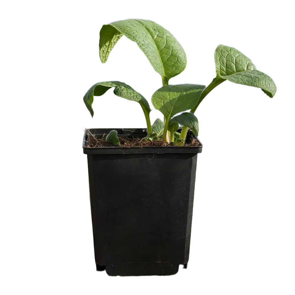 Comfrey (Symphytum × uplandicum 'Bocking 14')