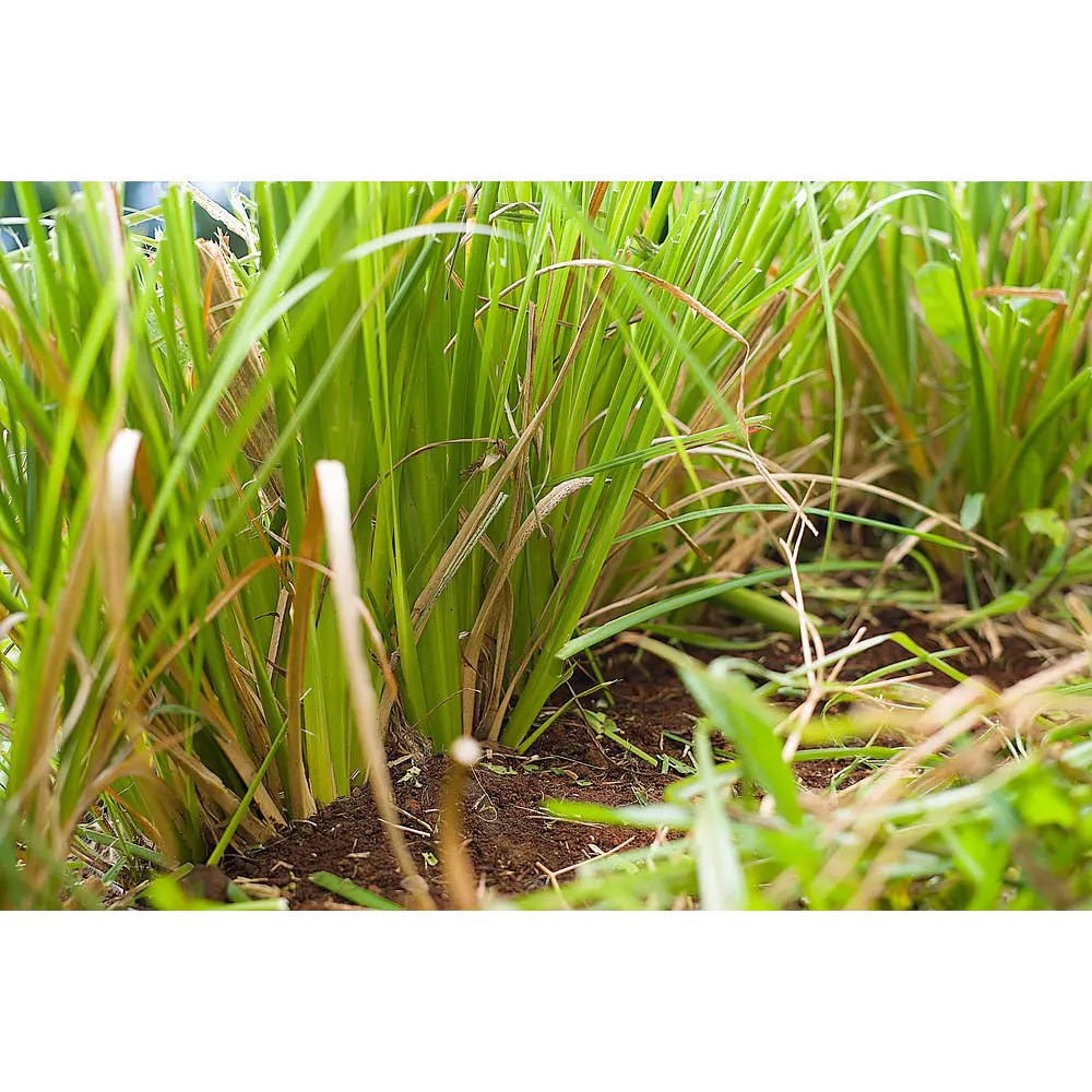 Vetiver (Chrysopogon zizanioides/Vetiveria zizanioides) - Soil Erosion Control & Slope Stabilization Multi-Pack