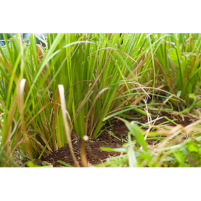 Vetiver (Chrysopogon zizanioides/Vetiveria zizanioides)