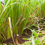Vetiver (Chrysopogon zizanioides/Vetiveria zizanioides) - Soil Erosion Control & Slope Stabilization Multi-Pack