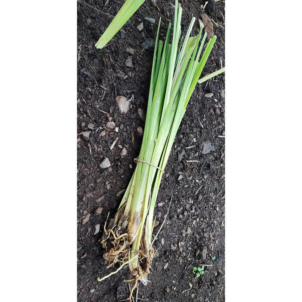 Vetiver (Chrysopogon zizanioides/Vetiveria zizanioides) - Soil Erosion Control & Slope Stabilization Multi-Pack