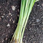 Vetiver (Chrysopogon zizanioides/Vetiveria zizanioides) - Soil Erosion Control & Slope Stabilization Multi-Pack