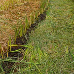 Vetiver (Chrysopogon zizanioides/Vetiveria zizanioides) - Soil Erosion Control & Slope Stabilization Multi-Pack