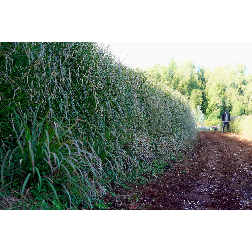 Vetiver (Chrysopogon zizanioides/Vetiveria zizanioides) - Soil Erosion Control & Slope Stabilization Multi-Pack