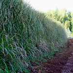 Vetiver (Chrysopogon zizanioides/Vetiveria zizanioides) - Soil Erosion Control & Slope Stabilization Multi-Pack
