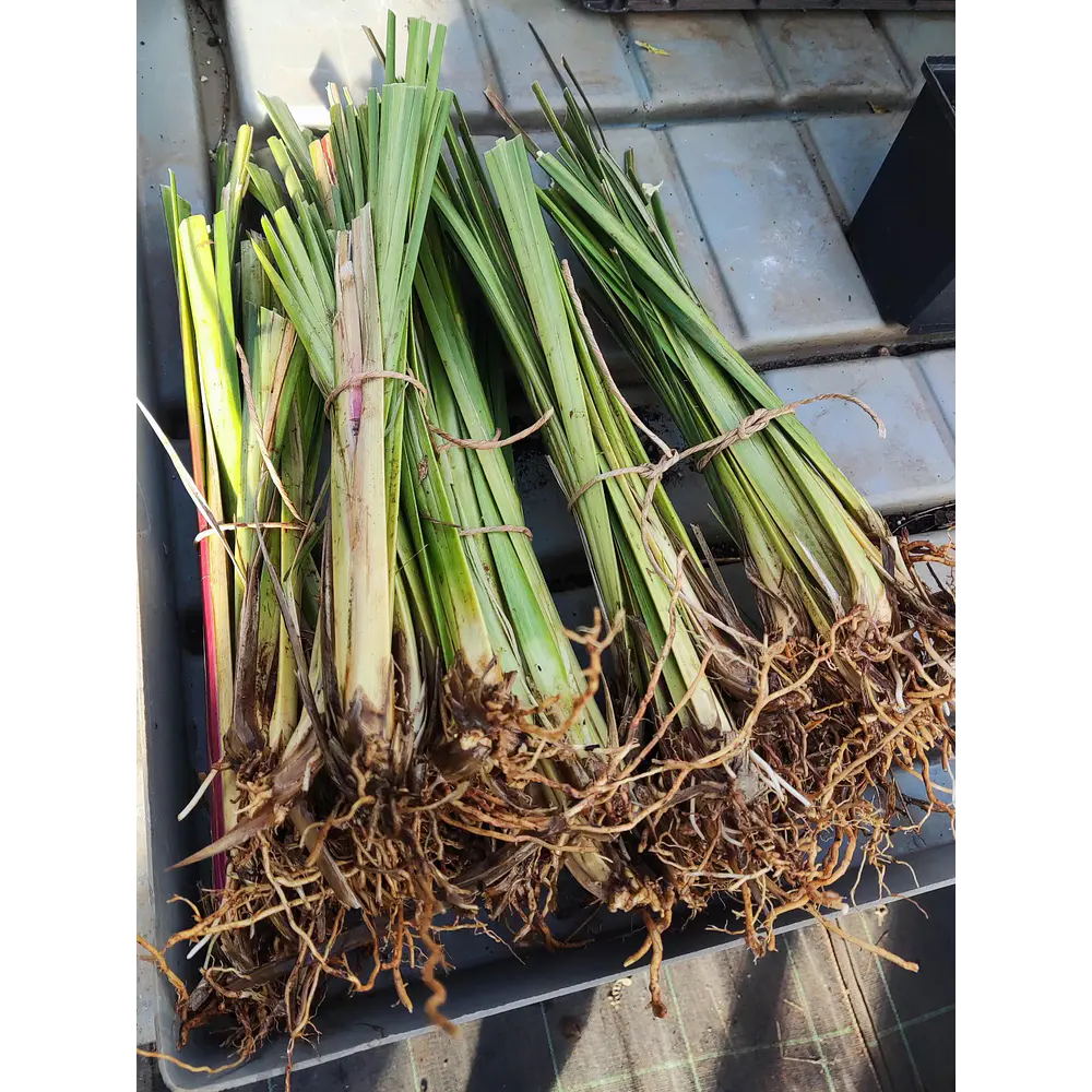 Vetiver (Chrysopogon zizanioides/Vetiveria zizanioides) - Soil Erosion Control & Slope Stabilization Multi-Pack