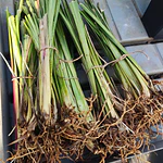 Vetiver (Chrysopogon zizanioides/Vetiveria zizanioides) - Soil Erosion Control & Slope Stabilization Multi-Pack