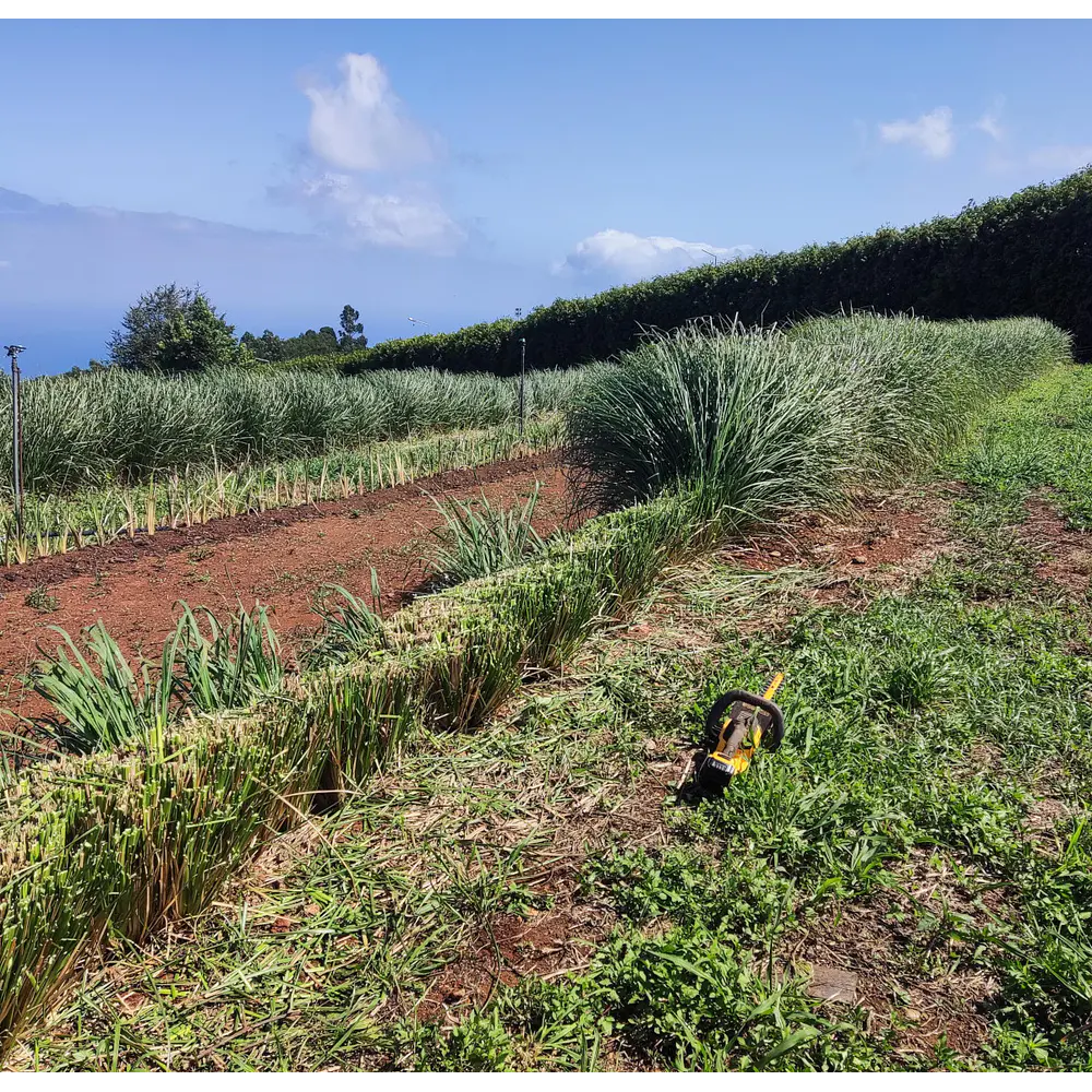 Vetiver (Chrysopogon zizanioides/Vetiveria zizanioides) - Soil Erosion Control & Slope Stabilization Multi-Pack