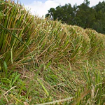 Vetiver (Chrysopogon zizanioides/Vetiveria zizanioides) - Soil Erosion Control & Slope Stabilization Multi-Pack