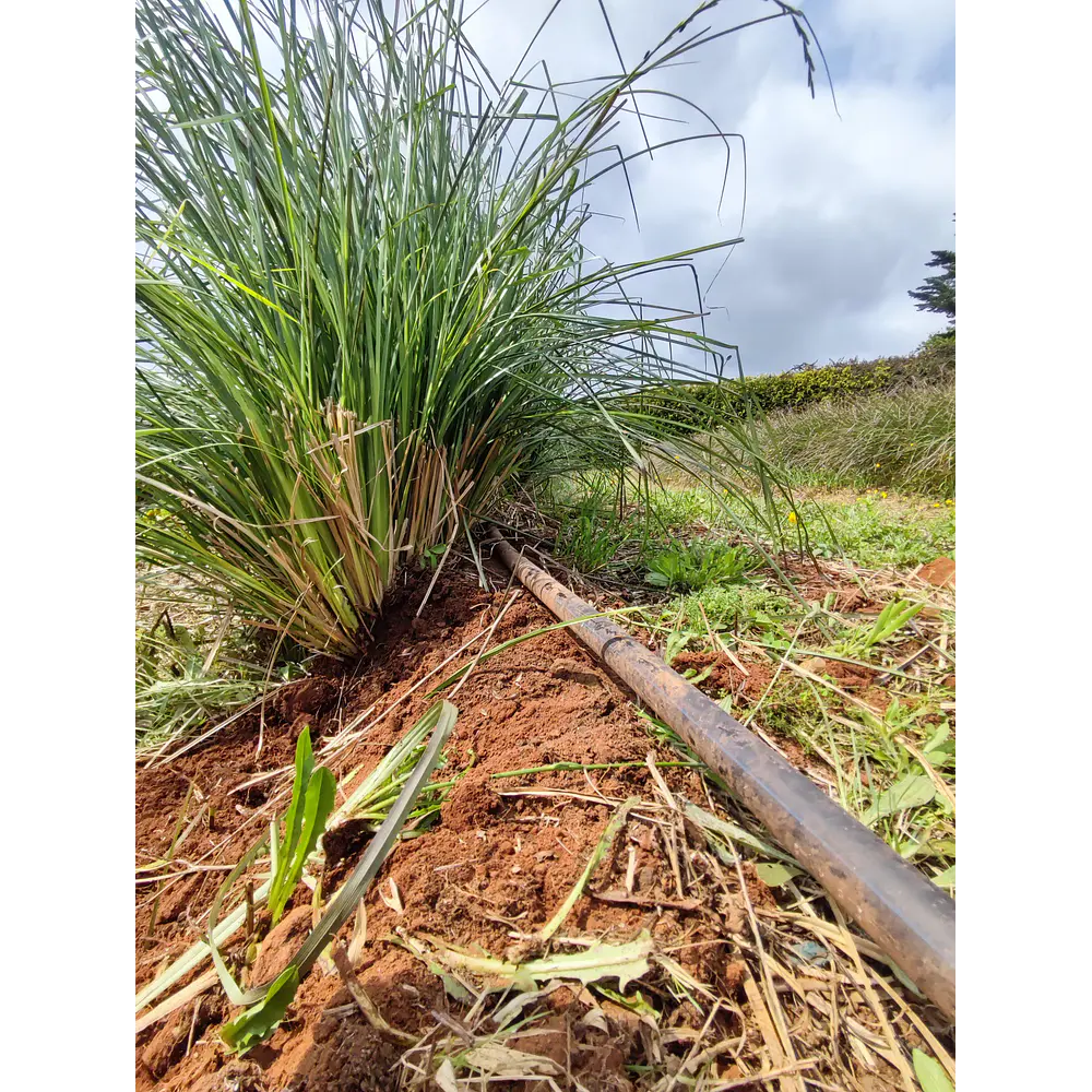 Vetiver (Chrysopogon zizanioides/Vetiveria zizanioides) - Soil Erosion Control & Slope Stabilization Multi-Pack