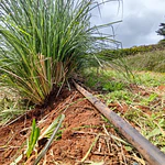 Vetiver (Chrysopogon zizanioides/Vetiveria zizanioides) - Soil Erosion Control & Slope Stabilization Multi-Pack