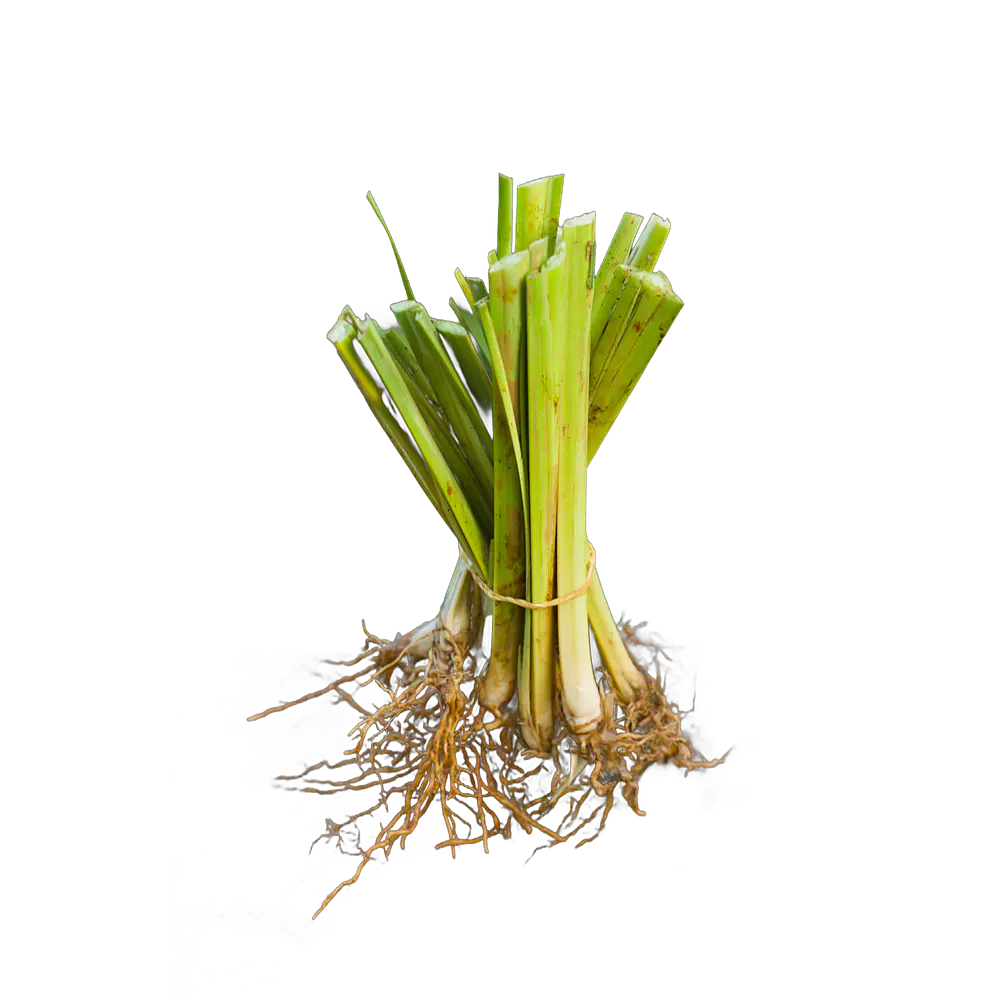 Vetiver (Chrysopogon zizanioides/Vetiveria zizanioides) - Soil Erosion Control & Slope Stabilization Multi-Pack