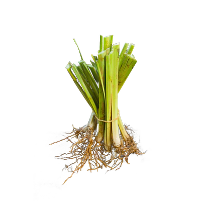 Vetiver (Chrysopogon zizanioides/Vetiveria zizanioides)