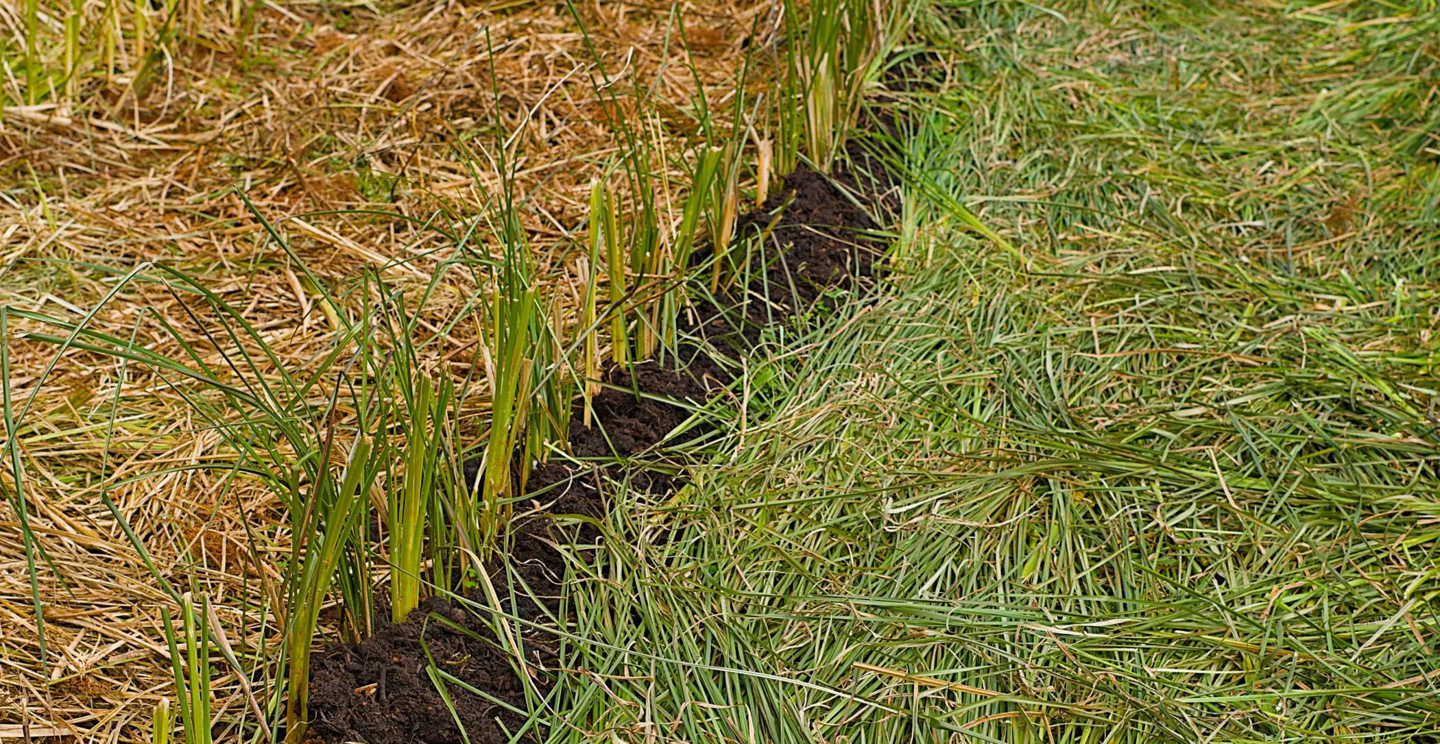 Engineered Nature: Why Industrial-Scale Vetiver is the Gold Standard for Slope Stabilization